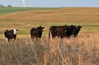 crp-forages-beef-cattle-diets-requires-attention-detail